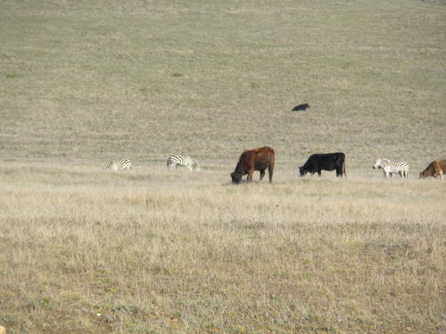 Zebras bei Hearst Castle